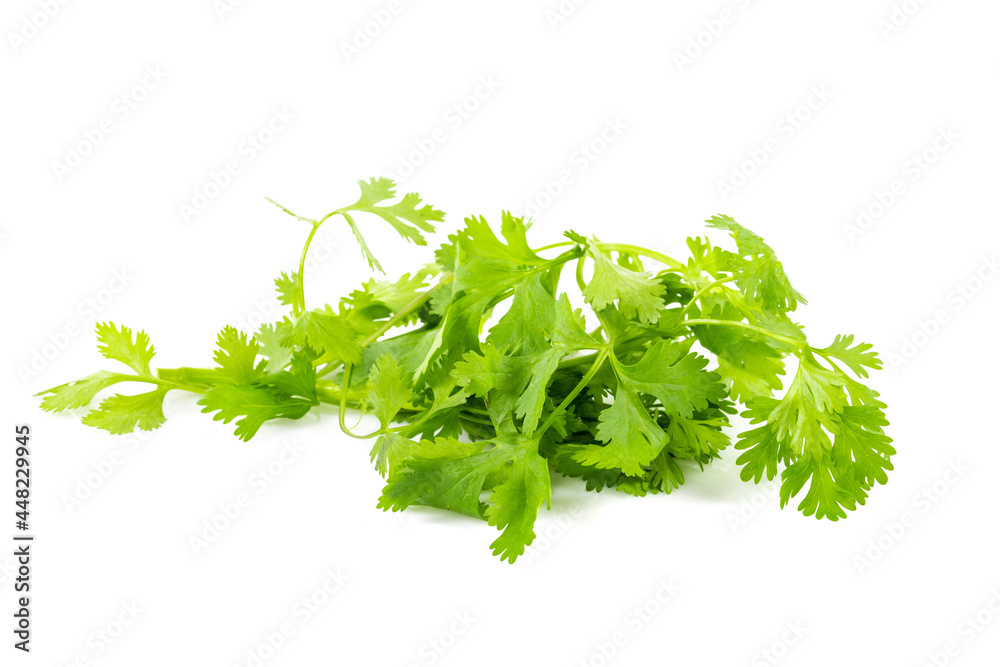 Fresh green vegan vitamin parsley isolated on white background