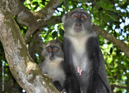 Sykes African Monkeys