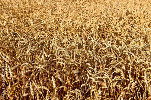 Ears of ripe wheat, texture background