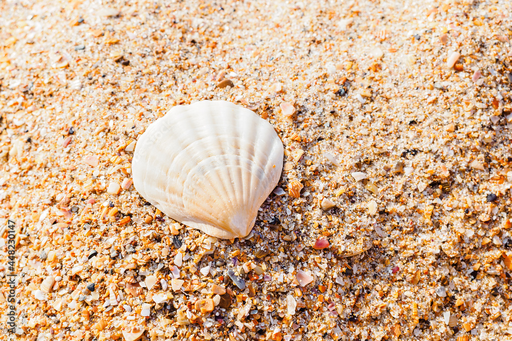 beautiful clam shell on beige sand on the beach close up beautiful clam shell on beige sand on the beach close up