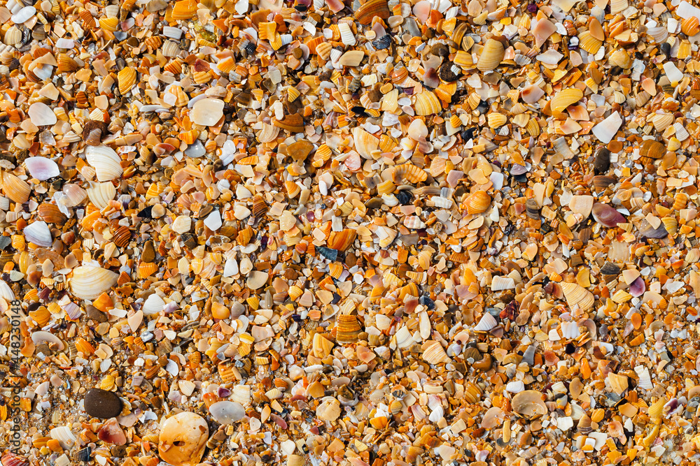 background: small wet broken shell rock off the Black Sea coast background: small wet broken shell rock off the Black Sea coast