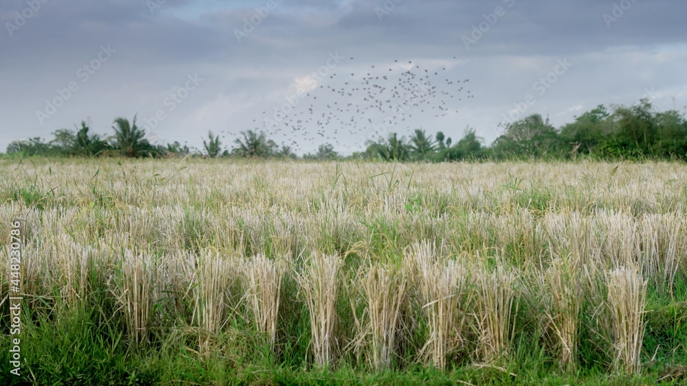A beautiful cloudy sky with a flying flock of birds and a green rice plantation in the evening. Wind in rice wheat during sunset. Tropical asian cultivated rice field with dry straw. Slow motion.