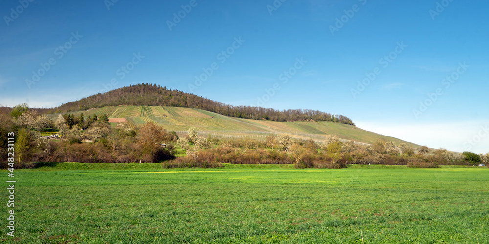 Obraz premium Weinberg Hohenhaslach
