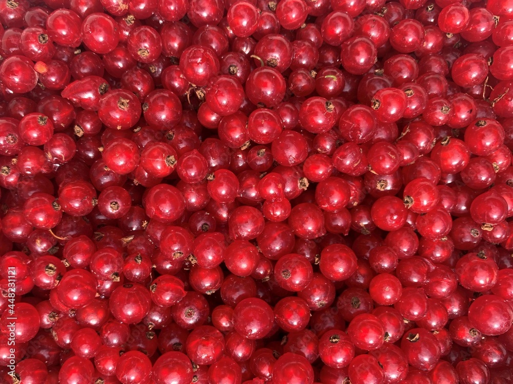 A close up of several red currant berries just after picking. These healthy berries are packed with vitamin C. A close up of several red currant berries just after picking. These healthy berries are packed with vitamin C.
