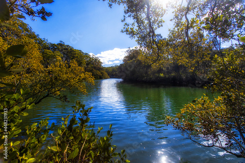 Photography Lane Cover River Mangroves