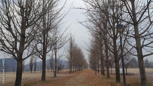 한국 겨울 강천섬의  도로 양쪽의  나무와 그 사이길