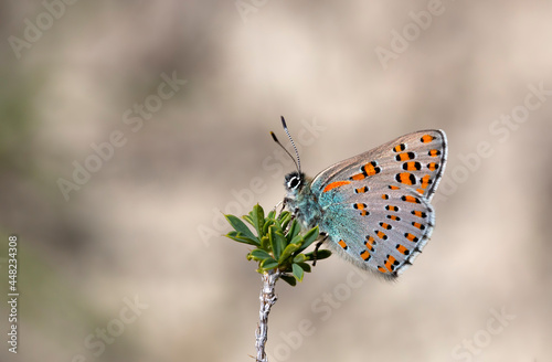 fancy butterfly landing on a dry grass,Tomares dobrogensis 