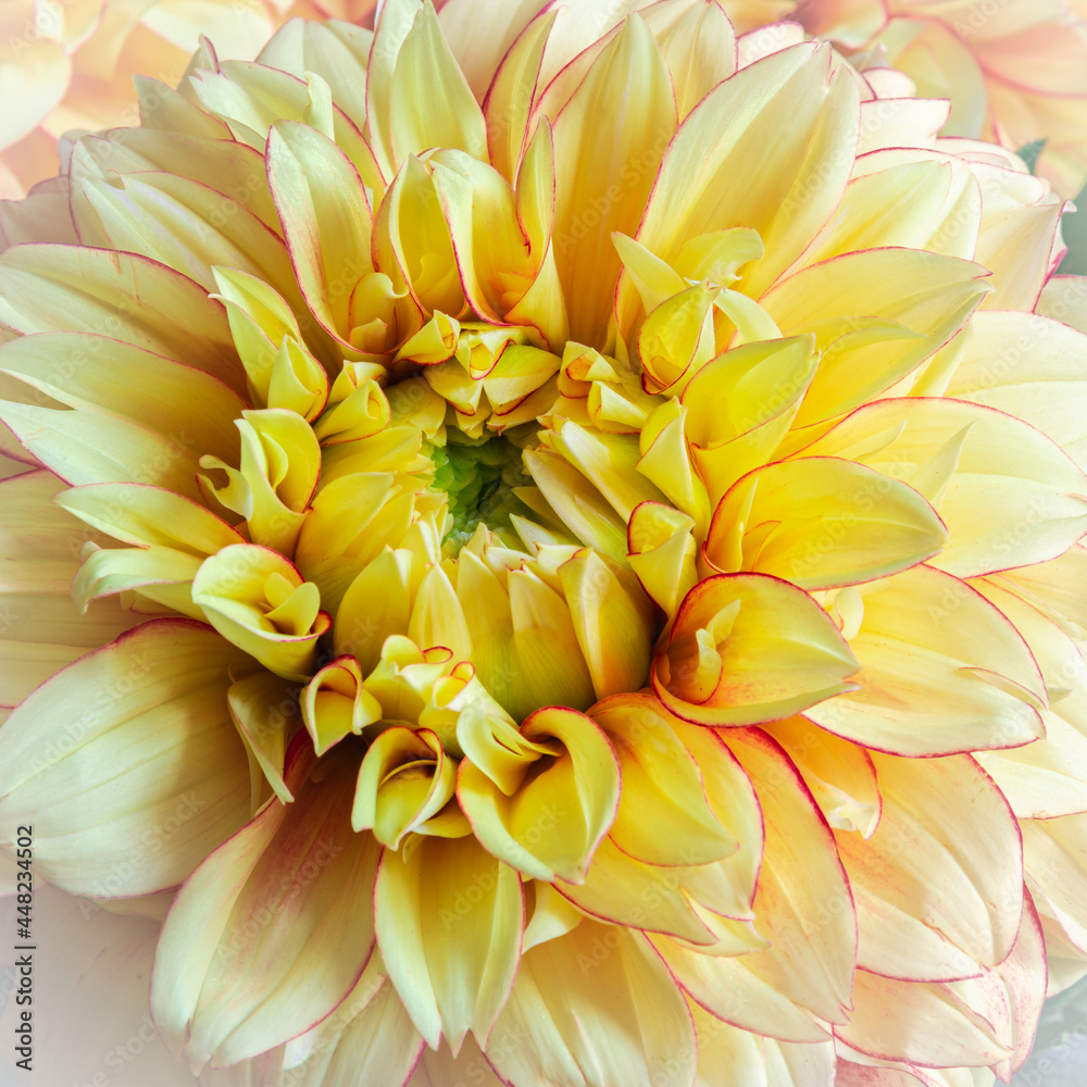 yellow dahlia close up, pastel colors