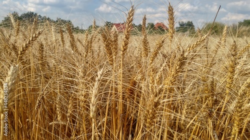 Fototapeta Naklejka Na Ścianę i Meble -  Golden fields of grain in the field