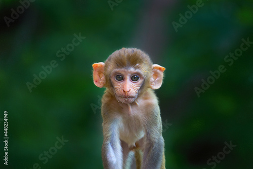 Portrait of a Lovely Young Rhesus macaque monkey or Primate or also known as Macaca in a playful mood looking into 
 the camera in an adorable way