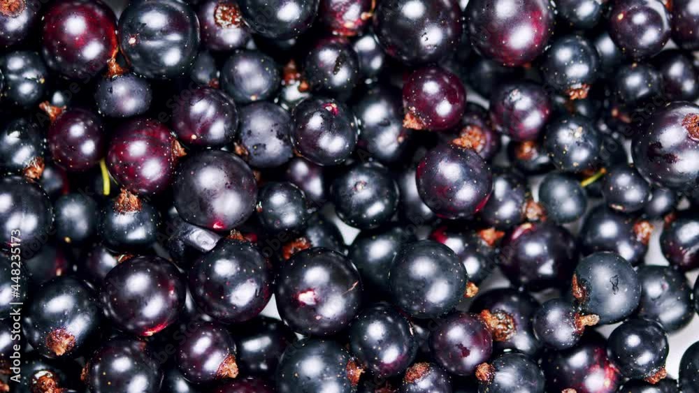 Black currant closeup rotation top view. Rich crop of berries of black currant. Black currant closeup rotation top view. Rich crop of berries of black currant.