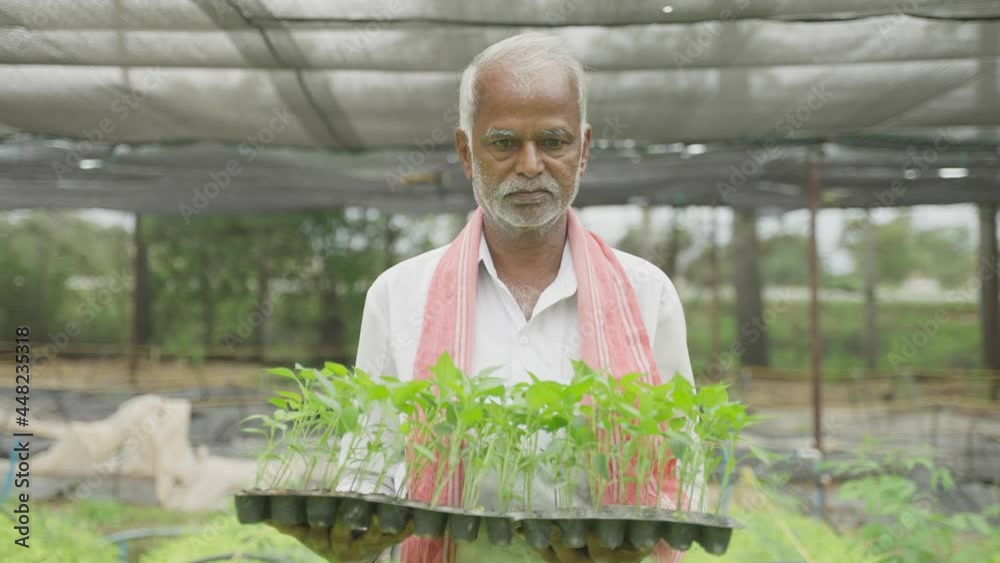 Farmer looking around and carrying tray of saplings at greenhouse or polyhouse for plantation.