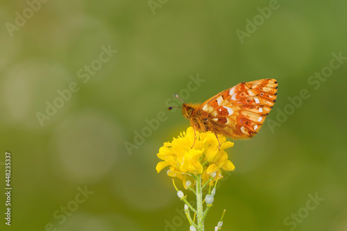 red butterfly on yellow flower, Boloria caucasica