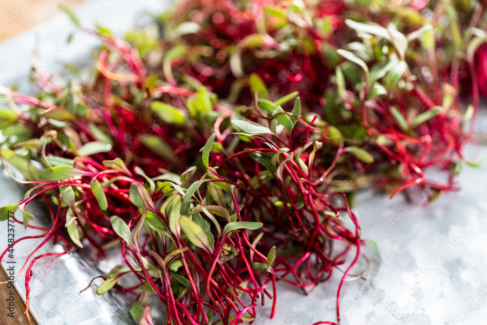Radish microgreens Radish microgreens