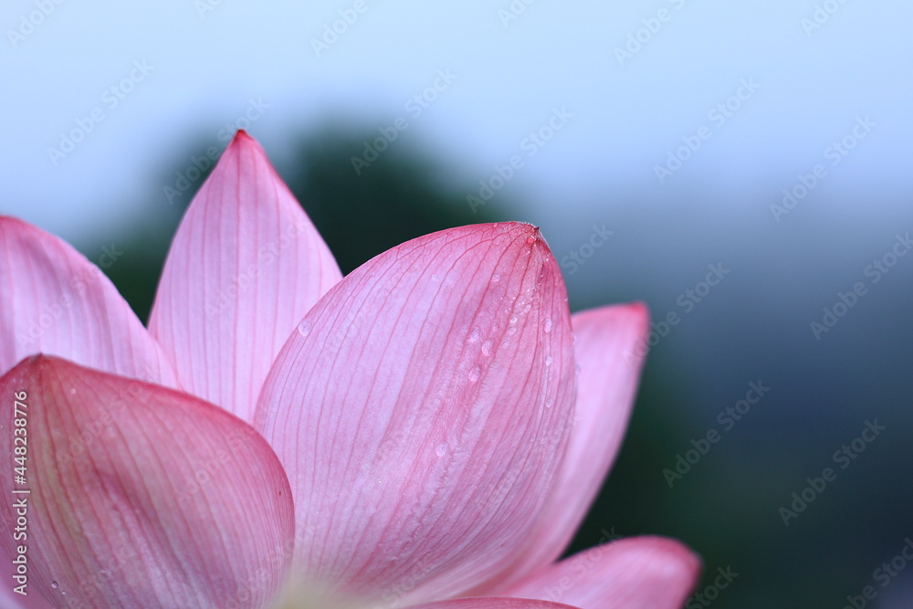 8月に咲いている蓮の花 8月に咲いている蓮の花