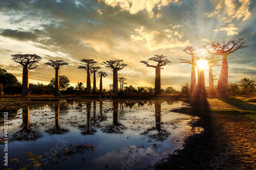 Beautiful Baobab trees at sunset at the avenue of the baobabs in Madagascar photo