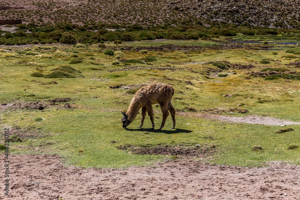 Fototapeta premium Lama in Atacama-Wüste, Chile