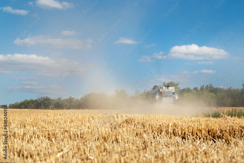 Fototapeta premium Scenic landscape of ripe golden organic wheat stalk field against blue sky on bright sunny summer day. Cereal crop harvest growth background. Agricultural agribuisness business concept