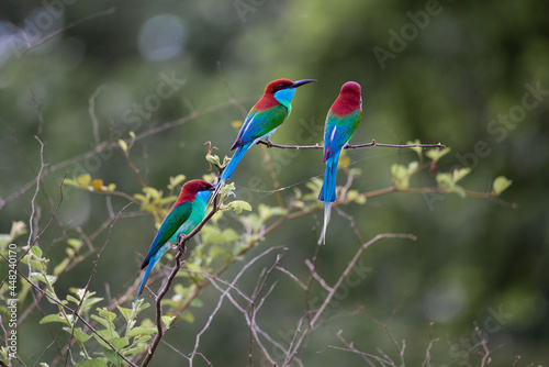 Three Blue-throated Bee-eater on tree branch in the jungle.