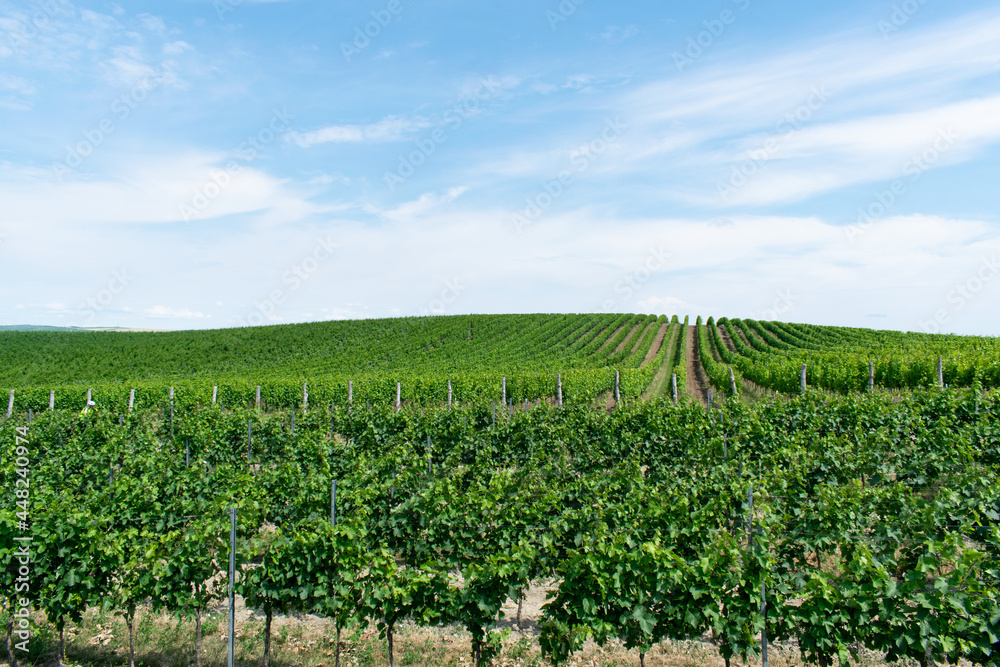 wine field closeup summer view europe czech republic agriculture harvest growing landscape plantation vineyards