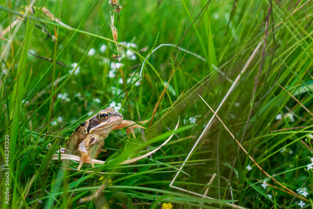 Obraz premium A Pondering Frog