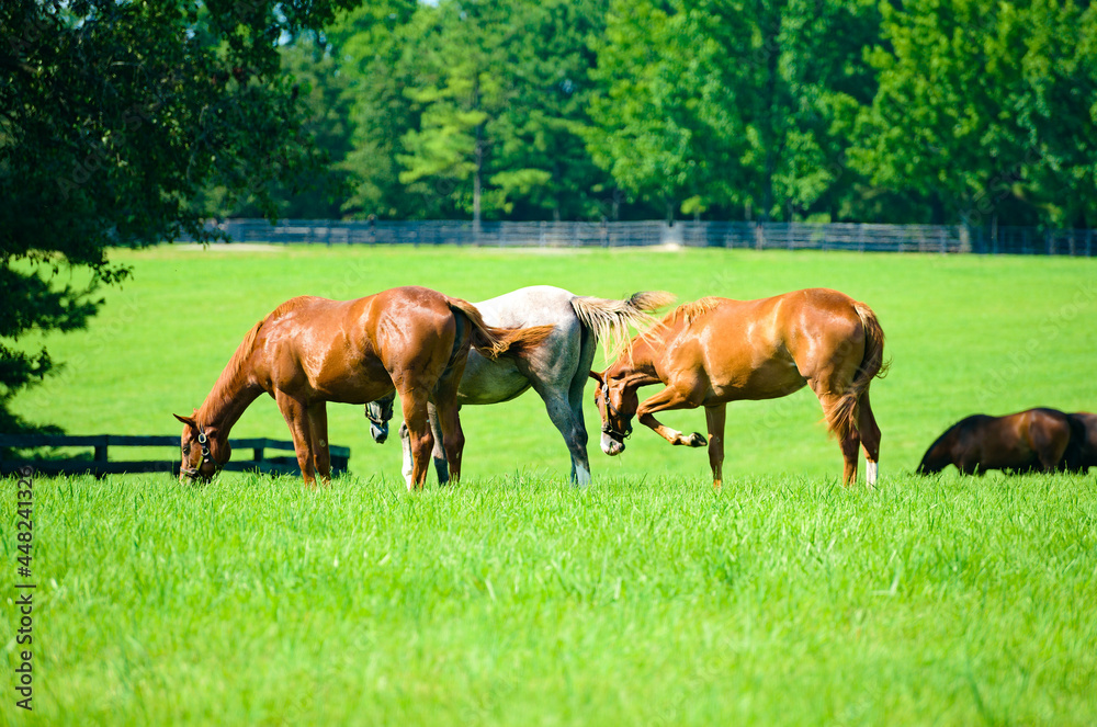 Thoroughbred horses on a Kentucky horse farm Thoroughbred horses on a Kentucky horse farm