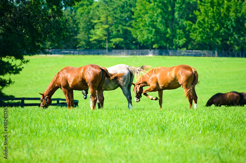 Thoroughbred horses on a Kentucky horse farm