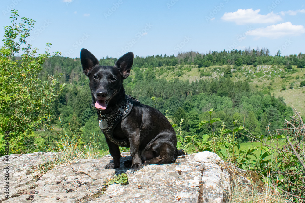 small black dog sit outside rock happy summer sunny day travel with dog landscape view small black dog sit outside rock happy summer sunny day travel with dog landscape view