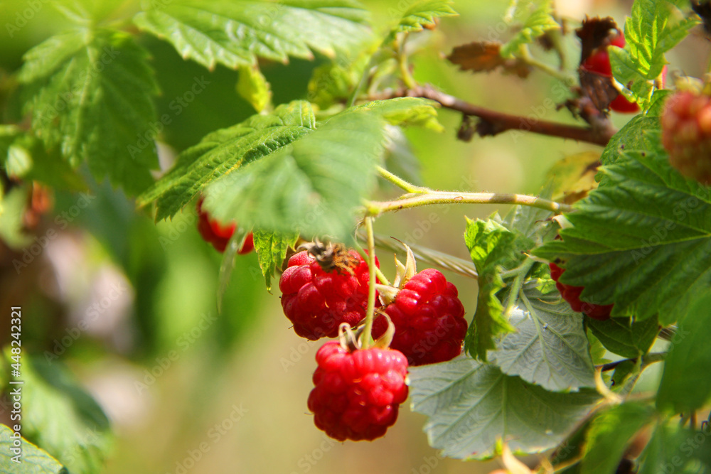 red and green raspberries in the forest. Ripe raspberries on the bushes in the garden in summer red and green raspberries in the forest. Ripe raspberries on the bushes in the garden in summer
