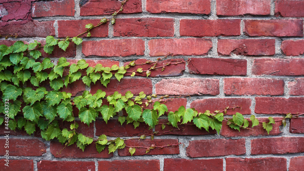 담쟁이 식물과 붉은 벽돌 벽 ivy on the red brick wall 담쟁이 식물과 붉은 벽돌 벽 ivy on the red brick wall