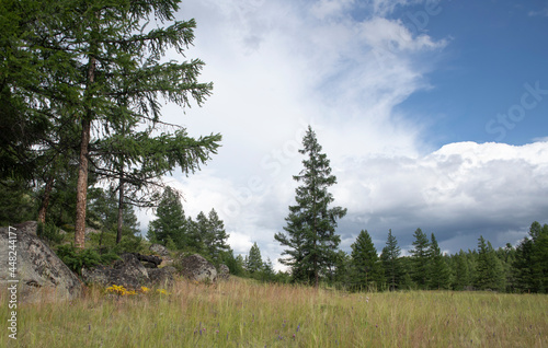 forest in the mountains