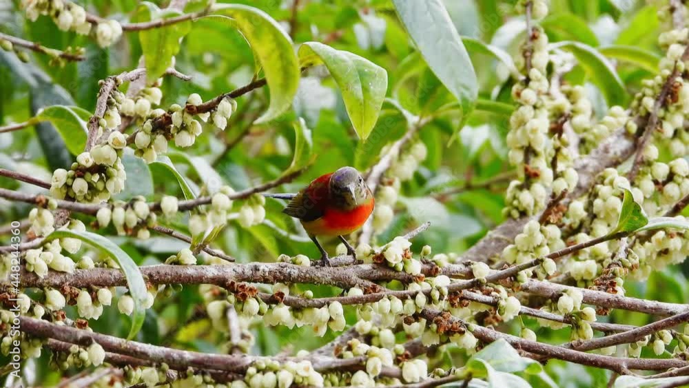 Gould's Sunbird Male nature bird at Inthanon national park in thailand. Gould's Sunbird Male nature bird at Inthanon national park in thailand.