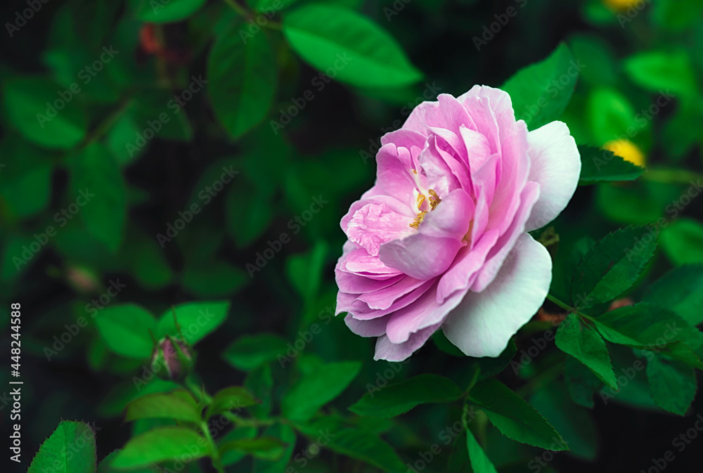 Beautiful Pink rose flower in the garden Beautiful Pink rose flower in the garden