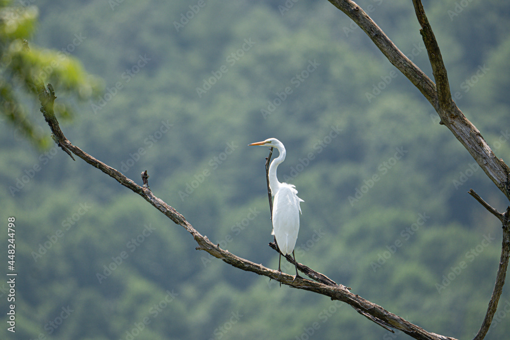 A great egret perched on a branch of a tree. A great egret perched on a branch of a tree.