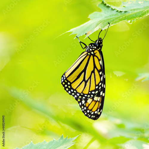 Monarch butterfly hanging from the underside of a leaf against a green blurry background.