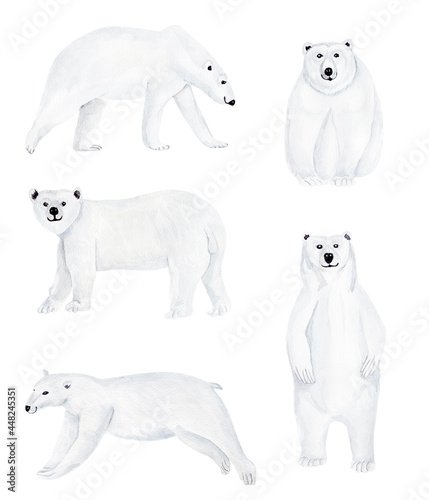 Polar bears watercolor elements set. Template for decorating designs and illustrations.
