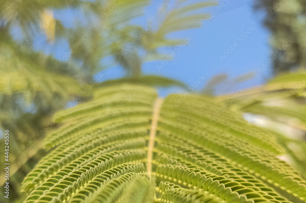 green leaves plants close up in the sun green leaves plants close up in the sun
