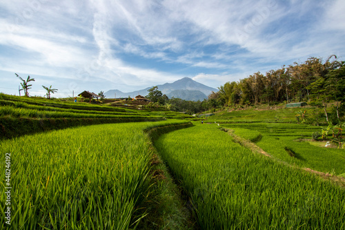 terraced rice field view in bali