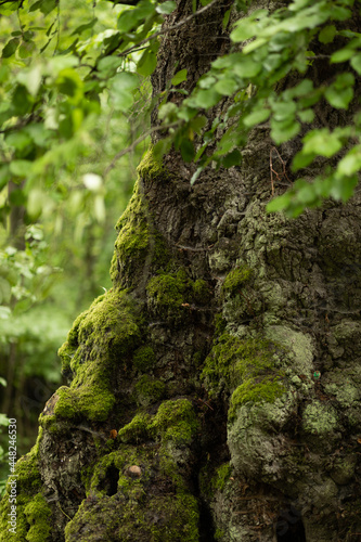 alter Baum mit Moos