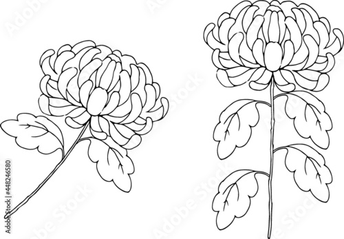 ペンで描いた菊のイラスト