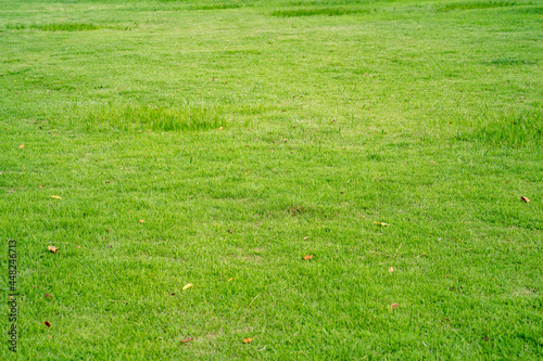 Fresh Grass field for nature background.