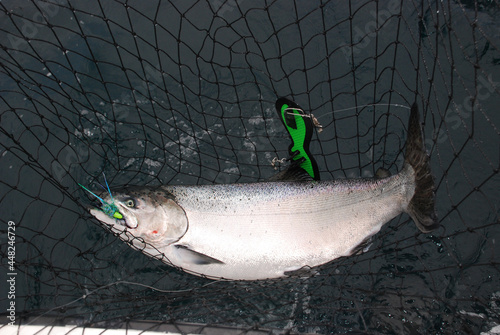 A Chinook salmon in the net 