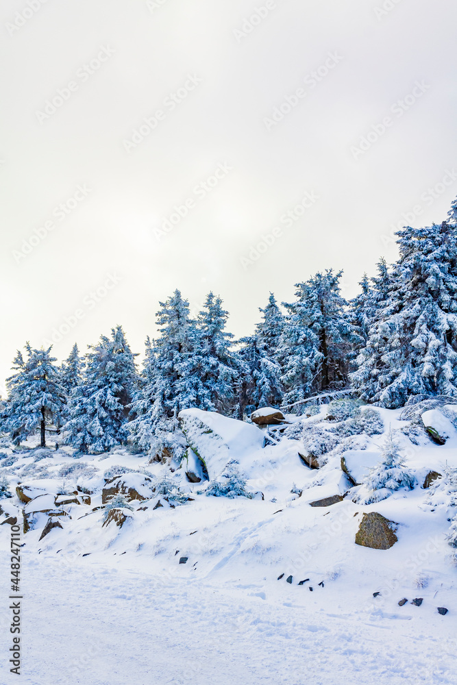 Fototapeta premium Snowed in icy fir trees landscape Brocken mountain Harz Germany