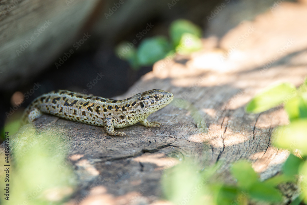 Naklejka premium lizard on the grass.