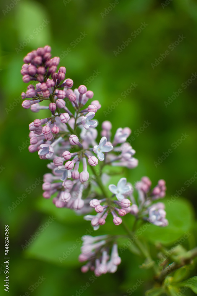flowers in the garden with blurred background flowers in the garden with blurred background