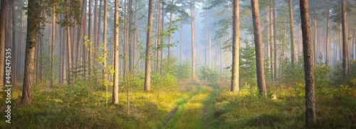 Pathway in a majestic evergreen pine forest in a morning fog. Ancient tree silhouettes close-up. Natural tunnel. Atmospheric dreamlike landscape. Sun rays, blue light. Panoramic view photo