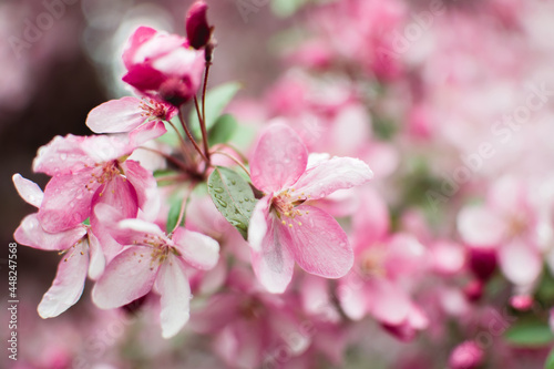 pink cherry blossom in spring  blurred background