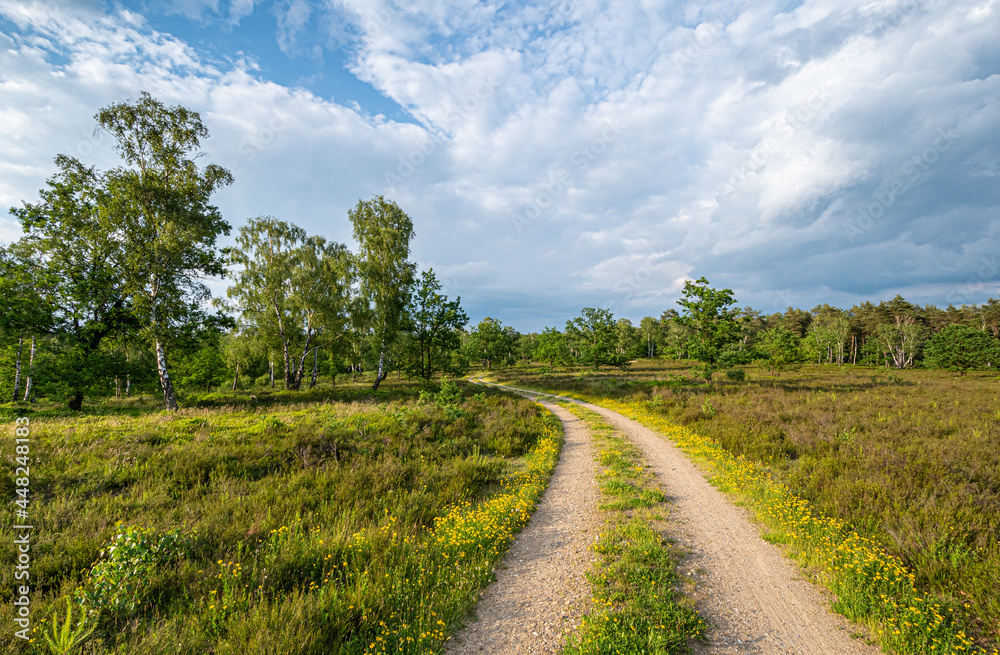 Fototapeta premium Wanderweg bei Schneverdingen in der Lüneburger Heide 