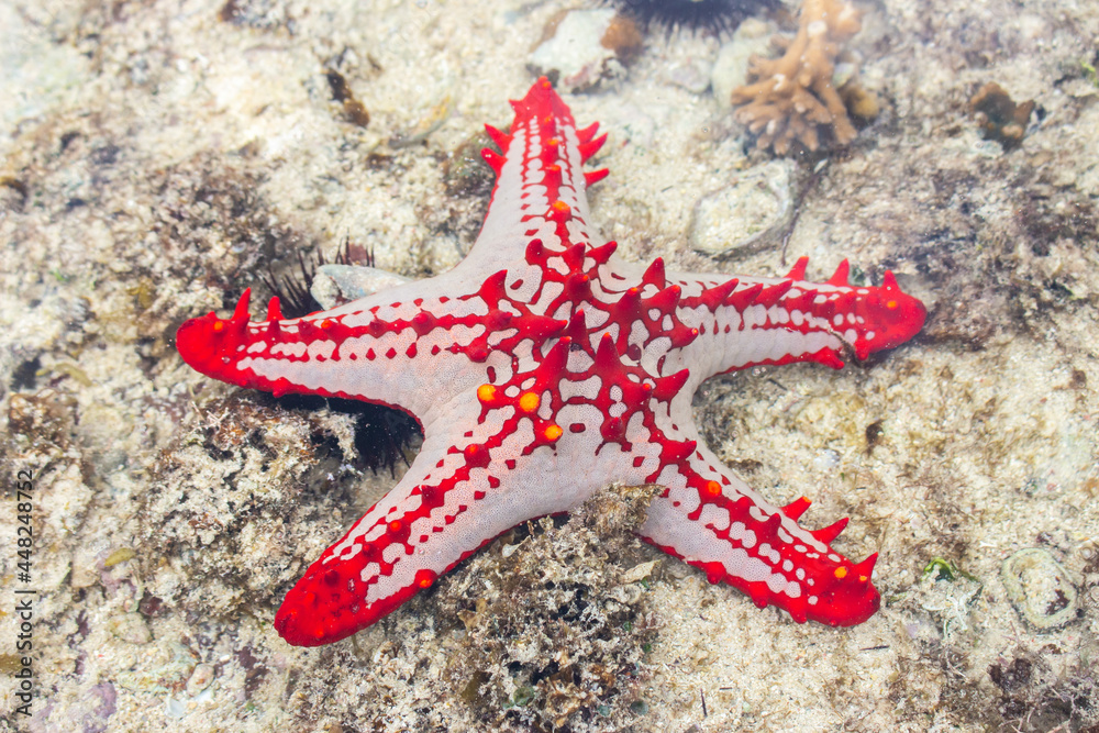 Red star fish under water surface. Marine life. Starfish on sand. Underwater life. Nature in Tanzania, Zanzibar. Coral and reef animals. Tropical nature close up. Summer holidays. Red star fish under water surface. Marine life. Starfish on sand. Underwater life. Nature in Tanzania, Zanzibar. Coral and reef animals. Tropical nature close up. Summer holidays.