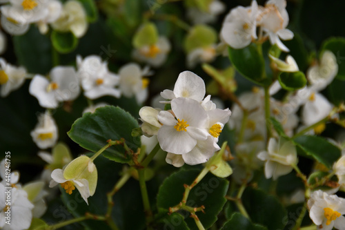 Close-up of a white begonia in the shade  but on a sunny summer day  with the bokeh of an entire bed of begonia flowers.